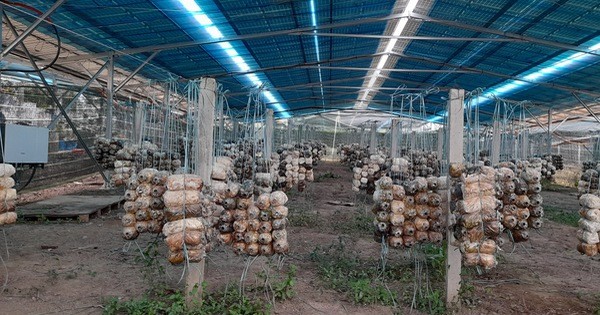 Tiếp tục kiểm tra các dự án ‘nấm năng lượng’, ‘heo năng lượng’ để xử lý